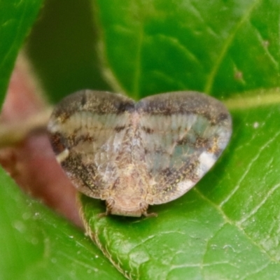 Scolypopa australis (Passionvine hopper, Fluffy bum) at Braidwood, NSW - 31 Mar 2022 by LisaH