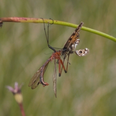 Harpobittacus australis (Hangingfly) at Cotter River, ACT - 30 Mar 2022 by RAllen