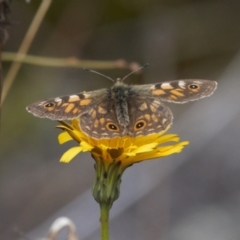 Oreixenica latialis (Small Alpine Xenica) at Cotter River, ACT - 30 Mar 2022 by RAllen