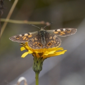 Oreixenica latialis at Cotter River, ACT - 30 Mar 2022