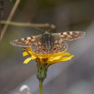 Oreixenica latialis at Cotter River, ACT - suppressed