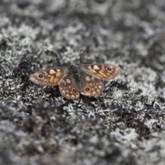 Oreixenica latialis at Cotter River, ACT - suppressed