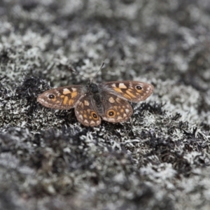 Oreixenica latialis at Cotter River, ACT - 30 Mar 2022