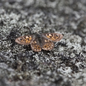 Oreixenica latialis at Cotter River, ACT - suppressed