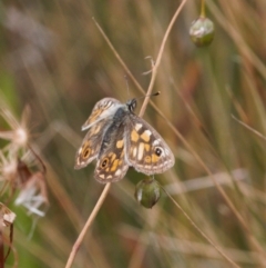 Oreixenica latialis at Cotter River, ACT - suppressed