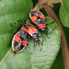 Dindymus versicolor at Braidwood, NSW - 31 Mar 2022