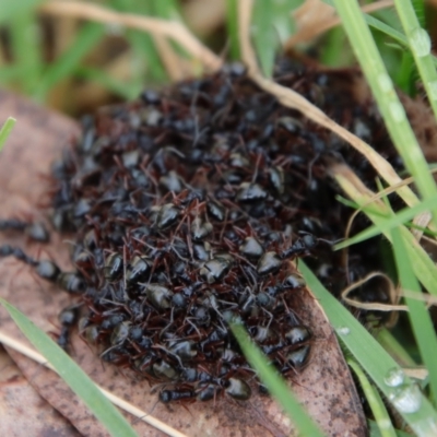 Dolichoderus doriae (Dolly ant) at Mongarlowe River - 30 Mar 2022 by LisaH