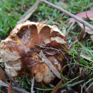 zz bolete at Mongarlowe, NSW - suppressed