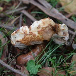 zz bolete at Mongarlowe, NSW - suppressed