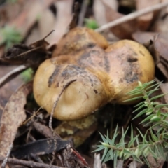 Scleroderma sp. (Scleroderma) at Mongarlowe, NSW - 30 Mar 2022 by LisaH