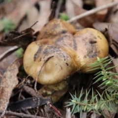 Unidentified Puffball & the like at Mongarlowe, NSW - 30 Mar 2022 by LisaH