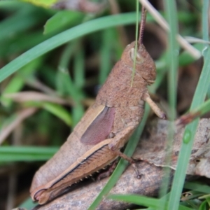 Percassa rugifrons at Mongarlowe, NSW - 30 Mar 2022