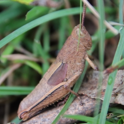 Percassa rugifrons (Mountain Grasshopper) at Mongarlowe, NSW - 30 Mar 2022 by LisaH