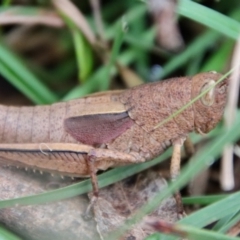 Percassa rugifrons at Mongarlowe, NSW - 30 Mar 2022