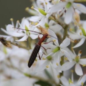 Syllitus rectus at Mongarlowe, NSW - suppressed