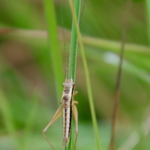 Merrinella tandanya at Mongarlowe, NSW - suppressed