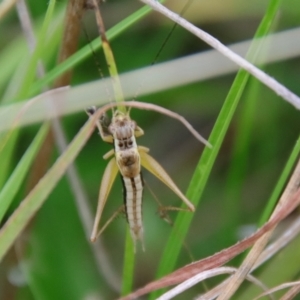 Merrinella tandanya at Mongarlowe, NSW - suppressed