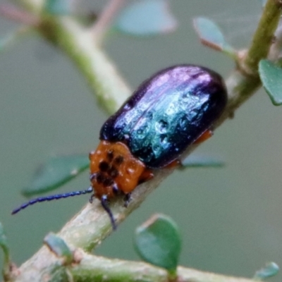 Lamprolina sp01 (Lamprolina discoidalis or Unidentified) at Mongarlowe, NSW - 30 Mar 2022 by LisaH