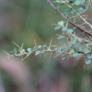 Bursaria spinosa at Mongarlowe, NSW - 30 Mar 2022