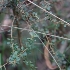 Bursaria spinosa at Mongarlowe, NSW - 30 Mar 2022