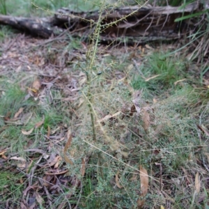 Bursaria spinosa at Mongarlowe, NSW - 30 Mar 2022