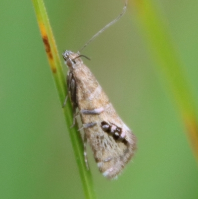 Glyphipterix iometalla (A Sedge moth) at Mongarlowe River - 30 Mar 2022 by LisaH