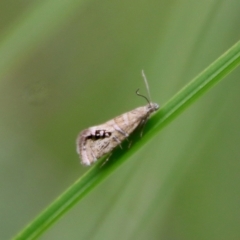 Glyphipterix iometalla at suppressed - 30 Mar 2022