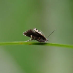 Glyphipterix iometalla at suppressed - 30 Mar 2022