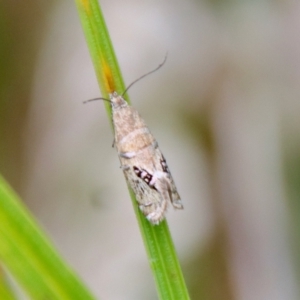 Glyphipterix iometalla at suppressed - 30 Mar 2022