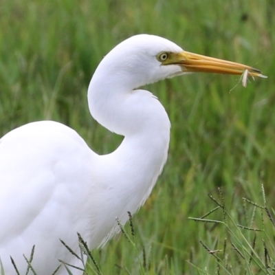 Ardea plumifera (Plumed Egret) at Jerrabomberra Wetlands - 31 Mar 2022 by RodDeb