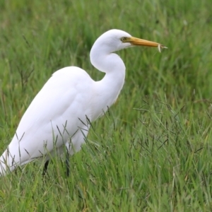 Ardea plumifera at Fyshwick, ACT - 31 Mar 2022