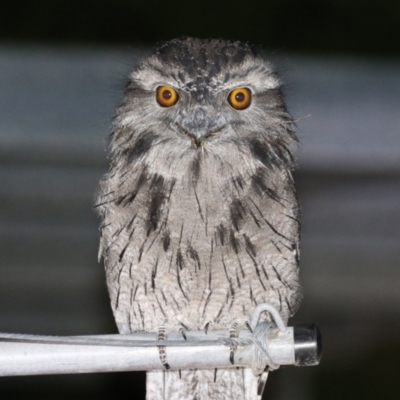 Podargus strigoides (Tawny Frogmouth) at Macarthur, ACT - 31 Mar 2022 by RodDeb