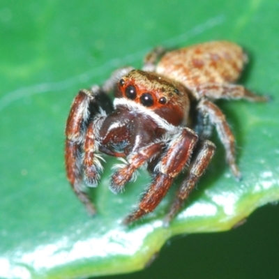 Opisthoncus sp. (genus) (Unidentified Opisthoncus jumping spider) at Stirling, ACT - 21 Mar 2022 by Harrisi