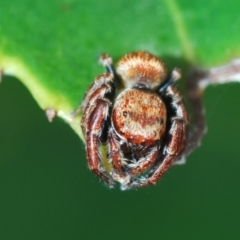 Opisthoncus sp. (genus) at Stirling, ACT - 21 Mar 2022