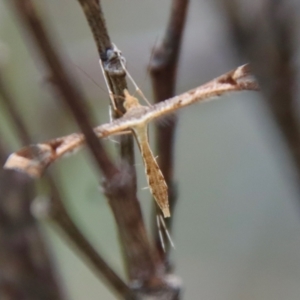 Sinpunctiptilia emissalis at Mongarlowe, NSW - suppressed
