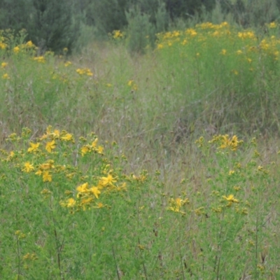 Hypericum perforatum (St John's Wort) at Paddys River, ACT - 30 Nov 2021 by MichaelBedingfield