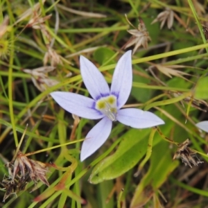 Isotoma fluviatilis subsp. australis at Paddys River, ACT - 30 Nov 2021 05:44 PM