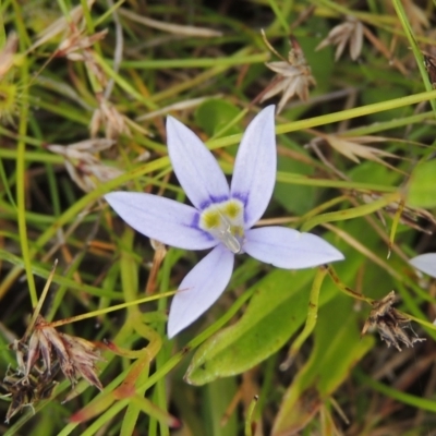 Isotoma fluviatilis subsp. australis (Swamp Isotome) at Paddys River, ACT - 30 Nov 2021 by michaelb