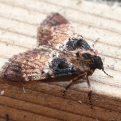 Orthaga thyrisalis (Teatree Web Moth) at Tathra, NSW - 24 Mar 2022 by KerryVance