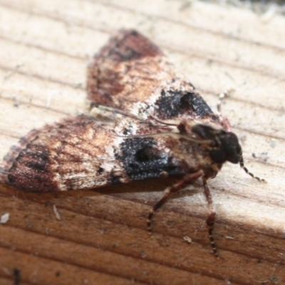 Orthaga thyrisalis (Teatree Web Moth) at Tathra, NSW - 24 Mar 2022 by KerryVance