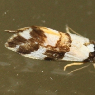 Philenora aspectalella (Little Mask Philenora) at Tathra, NSW - 25 Mar 2022 by KerryVance