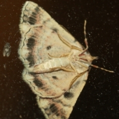 Aeolochroma metarhodata at Tathra, NSW - 27 Mar 2022 11:32 PM