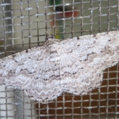 Psilosticha absorpta at Flynn, ACT - 1 Apr 2022