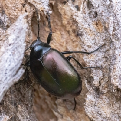 Chalcopteroides sp. (genus) (Rainbow darkling beetle) at Googong, NSW - 30 Mar 2022 by WHall
