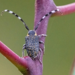 Ancita marginicollis at QPRC LGA - 30 Mar 2022