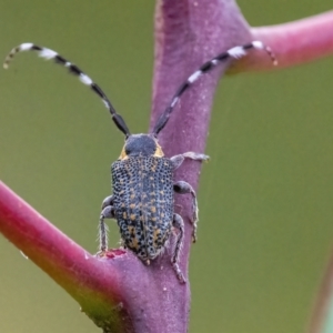 Ancita marginicollis at QPRC LGA - 30 Mar 2022