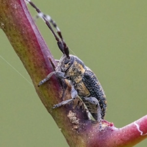 Ancita marginicollis at QPRC LGA - 30 Mar 2022