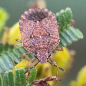 Dictyotus caenosus at Googong, NSW - 30 Mar 2022