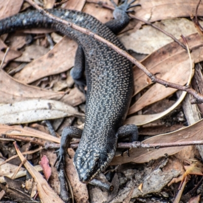 Egernia saxatilis (Black Rock Skink) at Tidbinbilla Nature Reserve - 30 Mar 2022 by Chris Appleton