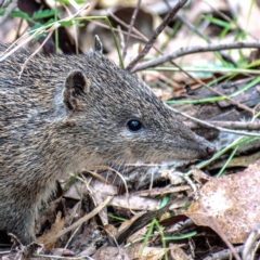 Isoodon obesulus obesulus (Southern Brown Bandicoot) at Tidbinbilla Nature Reserve - 30 Mar 2022 by Chris Appleton